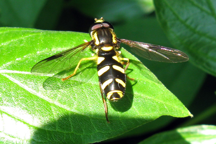 Xanthogramma pedissequum?